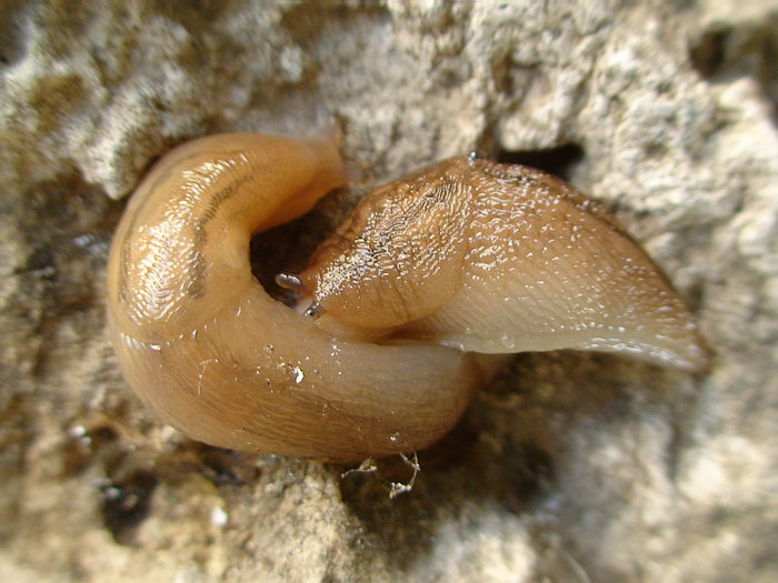 Lehmannia sp. da Roma